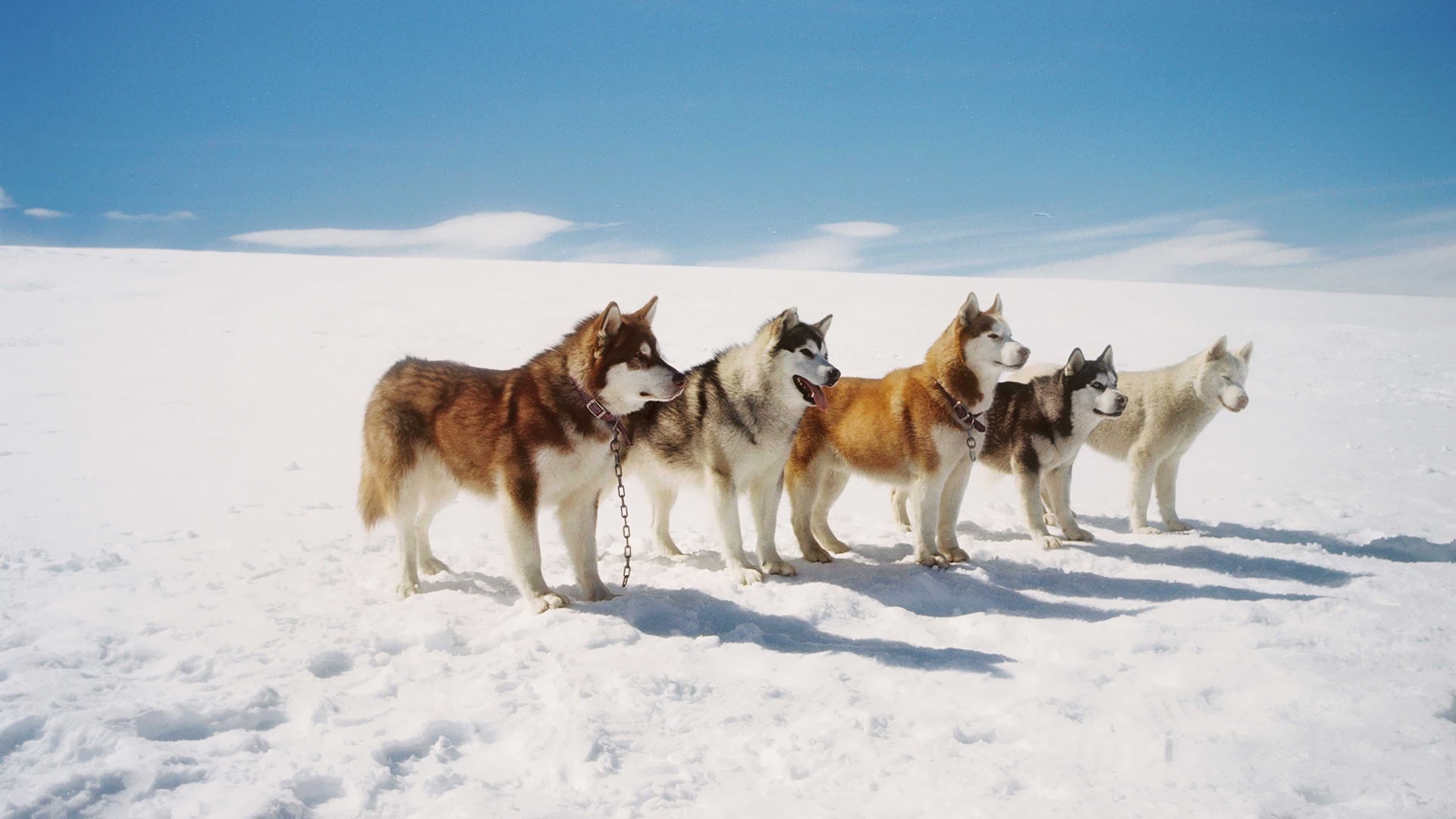 Белый плен (2005) - Eight Below